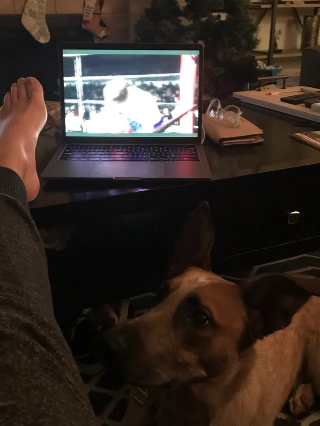 Paige Spiranac resting her bare feet beside a laptop and a dog.