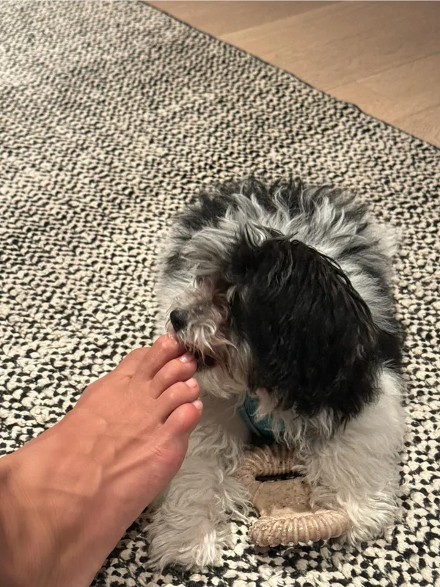 Irina Shayk a bare foot beside a small dog.