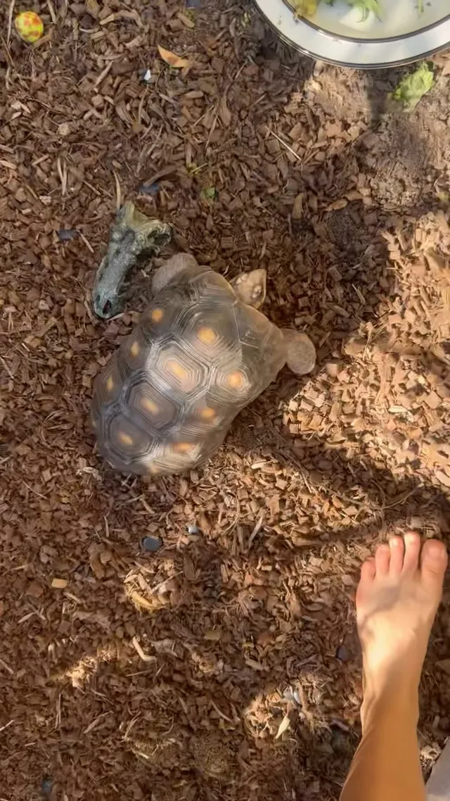 Odessa A'zion showing a bare foot beside a tortoise.