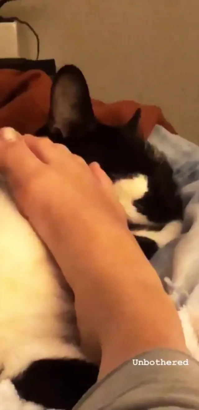 Adelaide Kane resting a bare foot beside a cat.