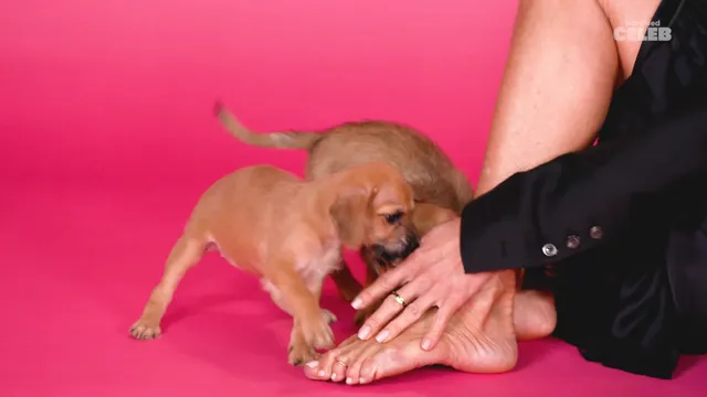 Jennifer Aniston resting bare feet beside a small dog.