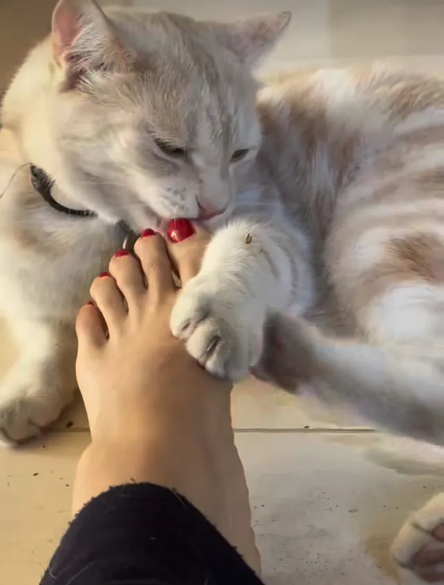 Salma Hayek holding her bare foot near a cat.