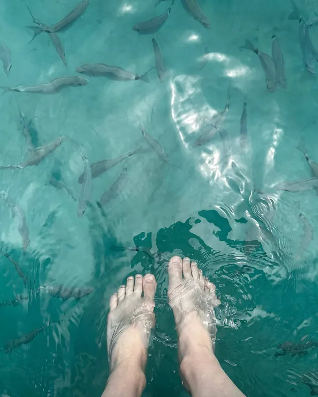 Alexandra Daddario dipping bare feet into clear water with fish.